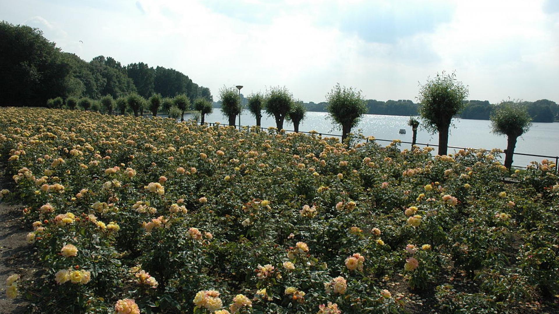 Sloterplas_Oostoever_-_panoramio.jpg